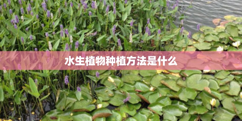 水生植物种植方法是什么