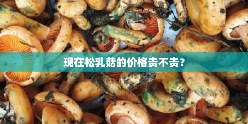 现在松乳菇的价格贵不贵？