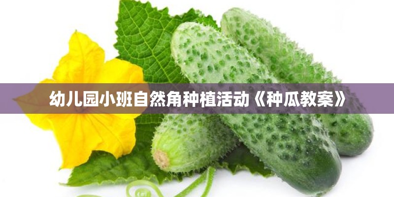幼儿园小班自然角种植活动《种瓜教案》