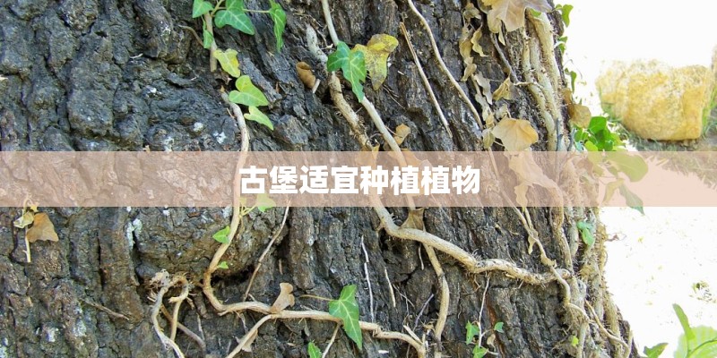 古堡适宜种植植物