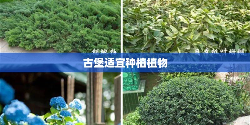 古堡适宜种植植物
