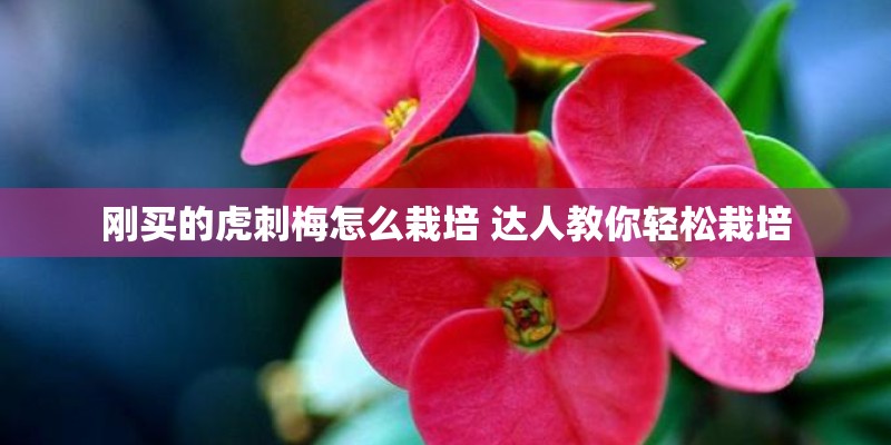 刚买的虎刺梅怎么栽培 达人教你轻松栽培