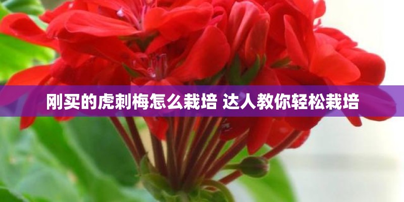刚买的虎刺梅怎么栽培 达人教你轻松栽培