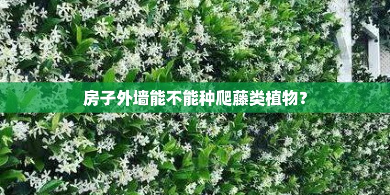 房子外墙能不能种爬藤类植物？