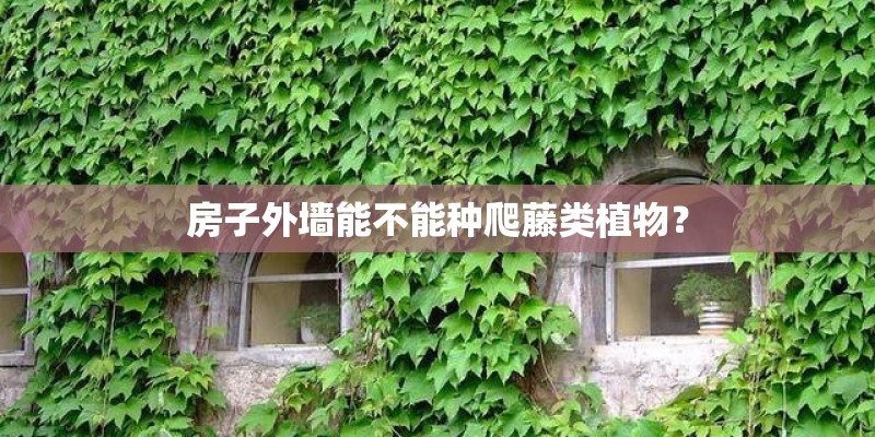 房子外墙能不能种爬藤类植物？