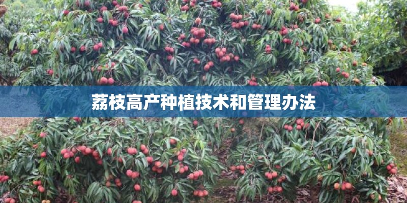 荔枝高产种植技术和管理办法