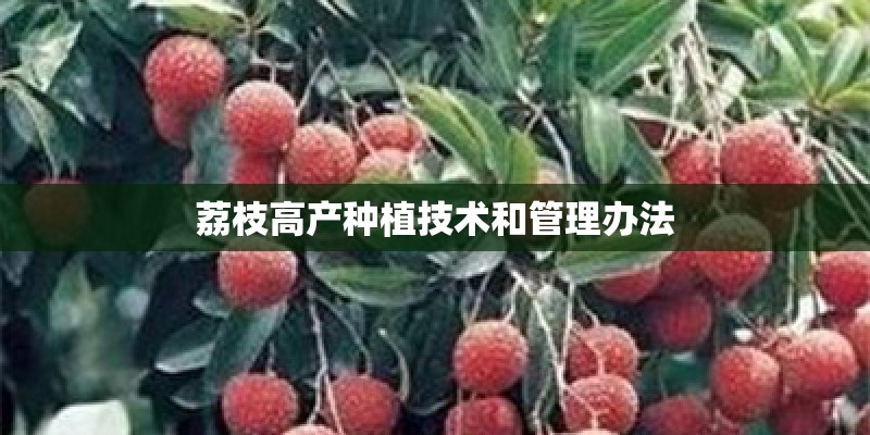 荔枝高产种植技术和管理办法