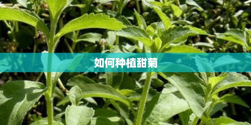 如何种植甜菊