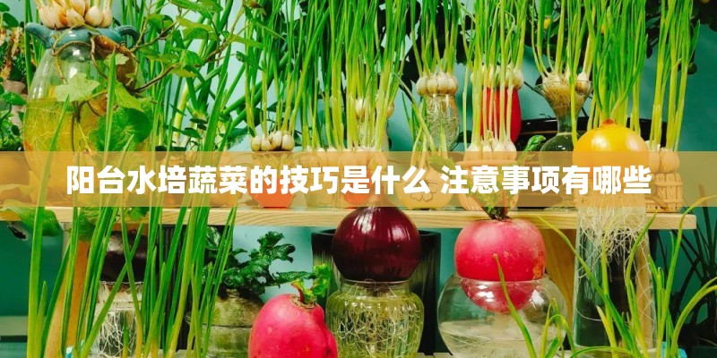阳台水培蔬菜的技巧是什么 注意事项有哪些