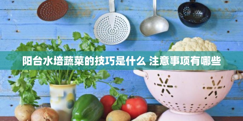 阳台水培蔬菜的技巧是什么 注意事项有哪些