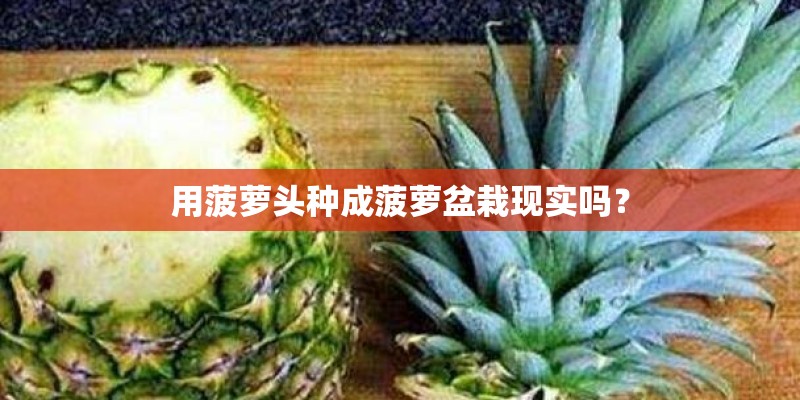 用菠萝头种成菠萝盆栽现实吗？