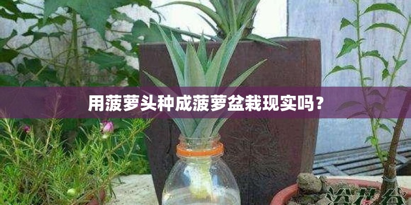 用菠萝头种成菠萝盆栽现实吗？