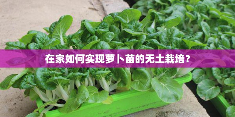 在家如何实现萝卜苗的无土栽培？