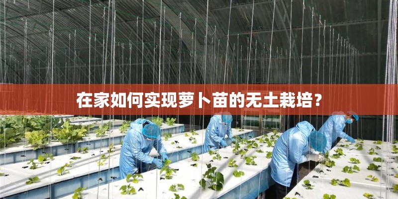 在家如何实现萝卜苗的无土栽培？