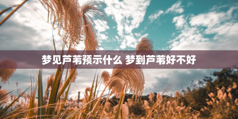 梦见芦苇预示什么 梦到芦苇好不好