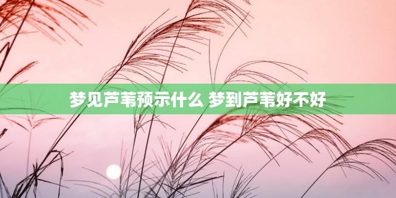 梦见芦苇预示什么 梦到芦苇好不好