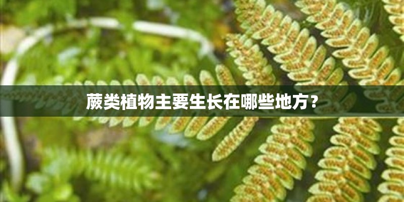蕨类植物主要生长在哪些地方？