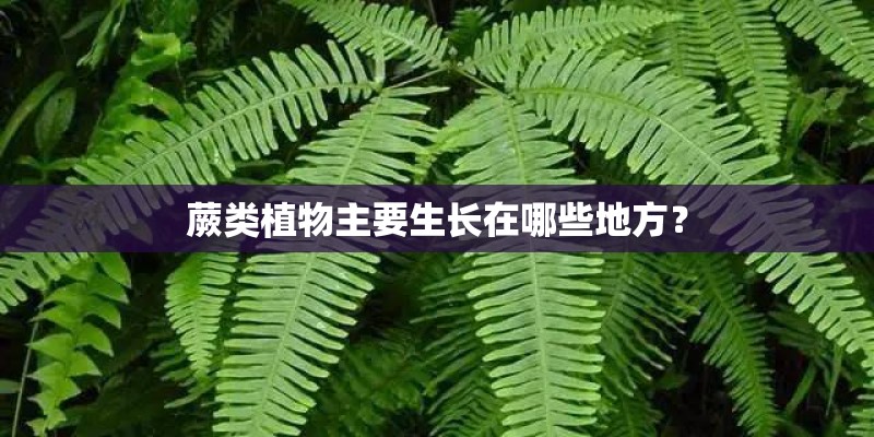 蕨类植物主要生长在哪些地方？