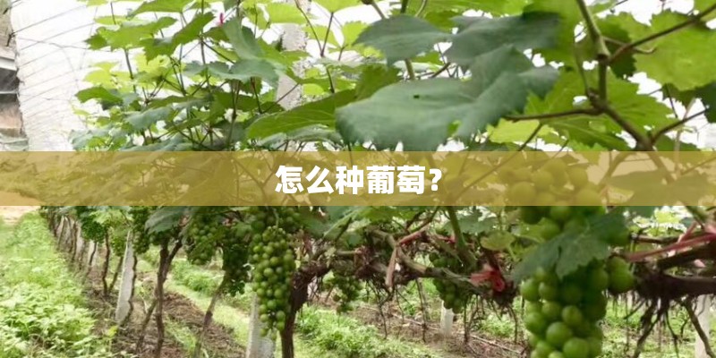 怎么种葡萄？