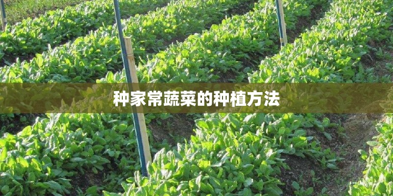 种家常蔬菜的种植方法
