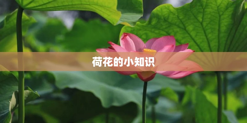 荷花的小知识