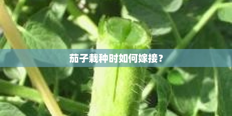 茄子栽种时如何嫁接？