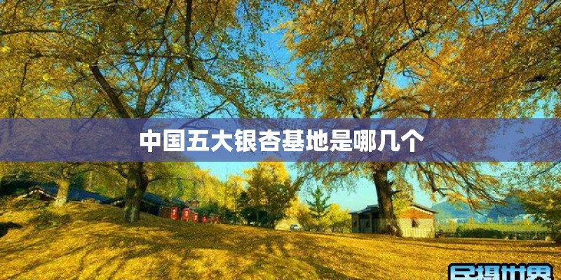 中国五大银杏基地是哪几个