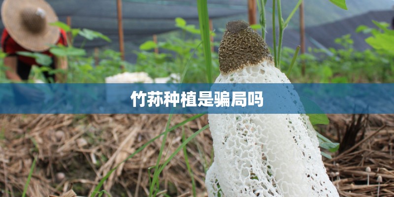 竹荪种植是骗局吗