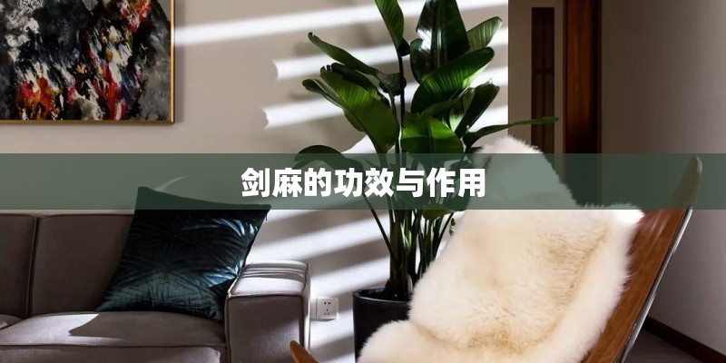 剑麻的功效与作用