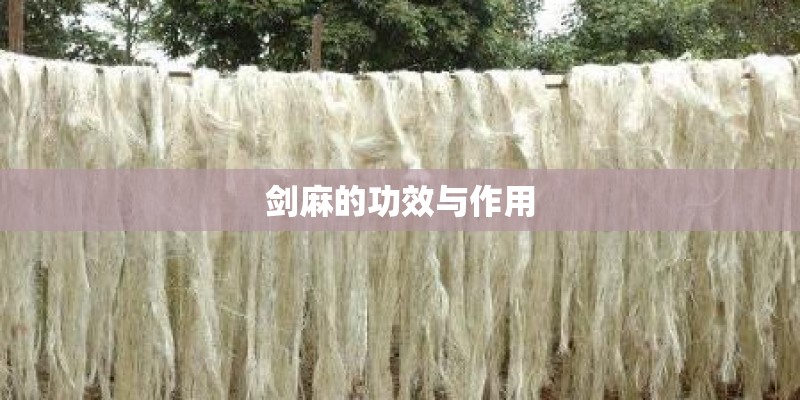 剑麻的功效与作用