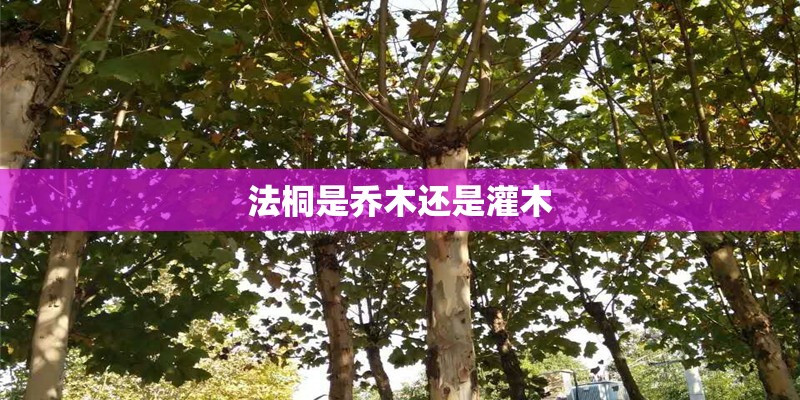 法桐是乔木还是灌木