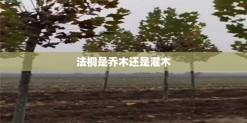 法桐是乔木还是灌木