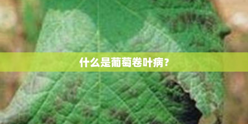 什么是葡萄卷叶病？