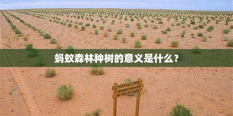 蚂蚁森林种树的意义是什么？