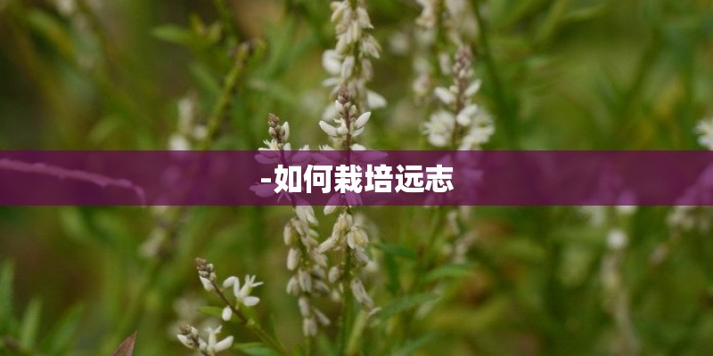 -如何栽培远志