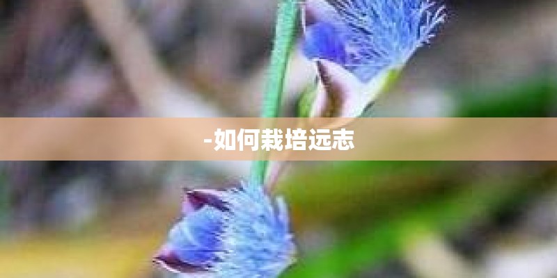 -如何栽培远志