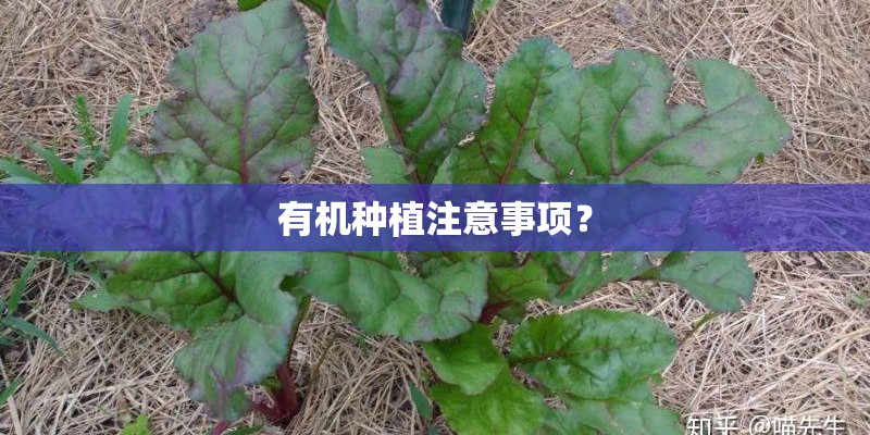 有机种植注意事项？