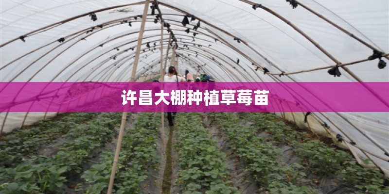 许昌大棚种植草莓苗