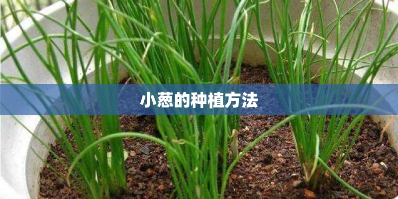 小葱的种植方法