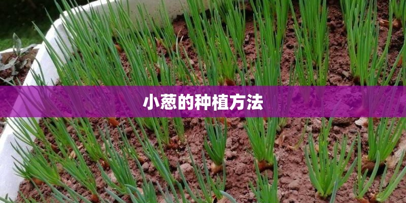 小葱的种植方法