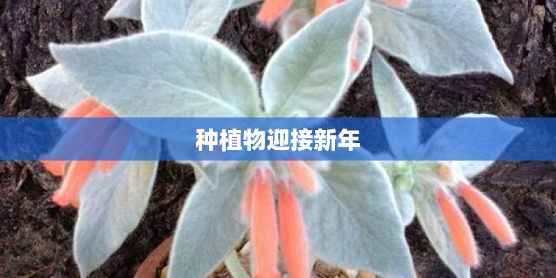 种植物迎接新年