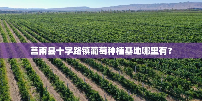 莒南县十字路镇葡萄种植基地哪里有？