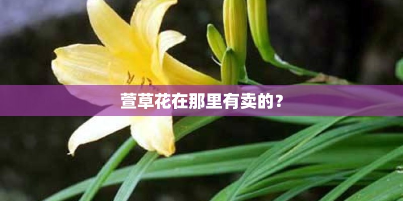 萱草花在那里有卖的？