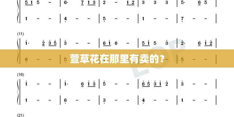 萱草花在那里有卖的？