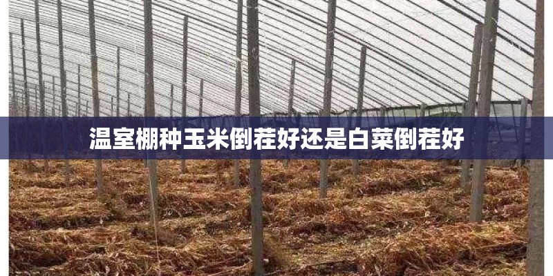 温室棚种玉米倒茬好还是白菜倒茬好