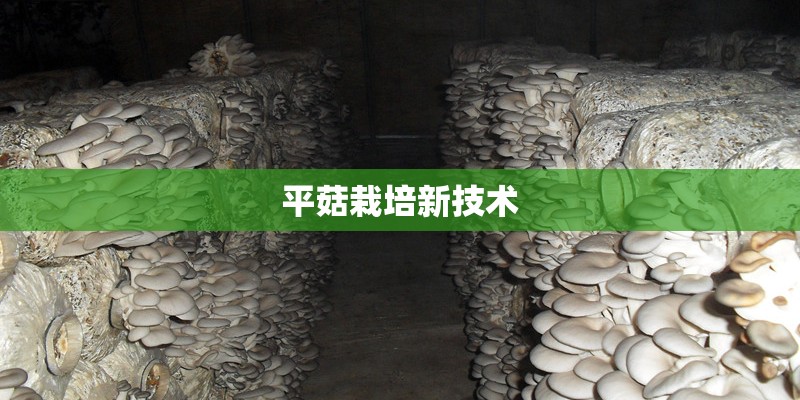平菇栽培新技术
