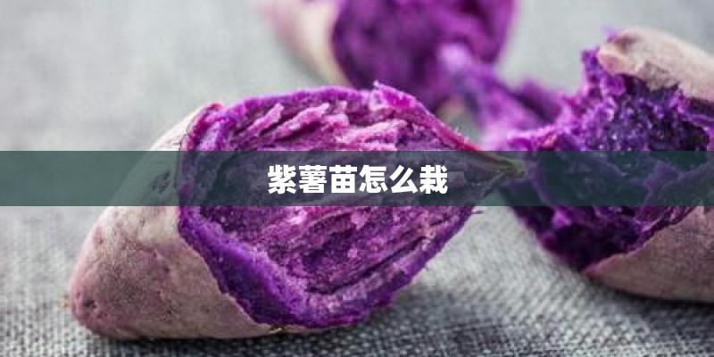 紫薯苗怎么栽