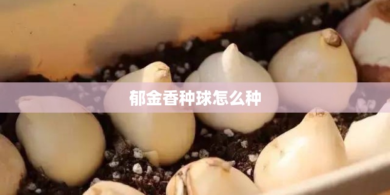 郁金香种球怎么种