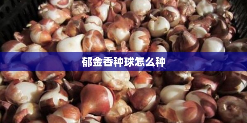 郁金香种球怎么种