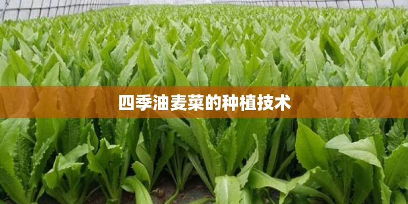 四季油麦菜的种植技术
